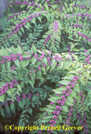Purple beautyberry