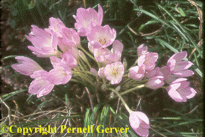 One Colchicum 'Lilac Wonder' with 20 flowers