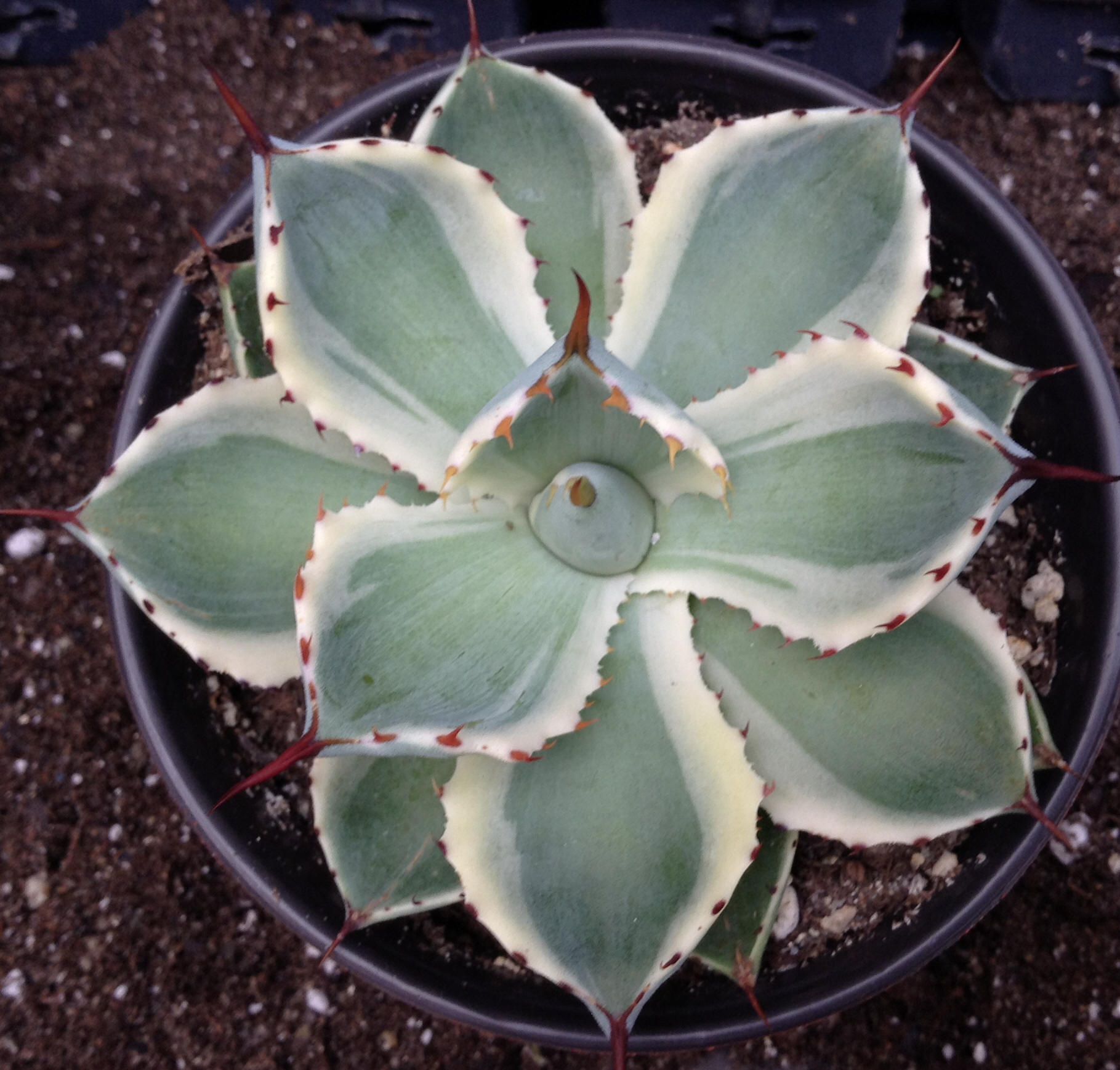 Agave 'Kissho Kan'