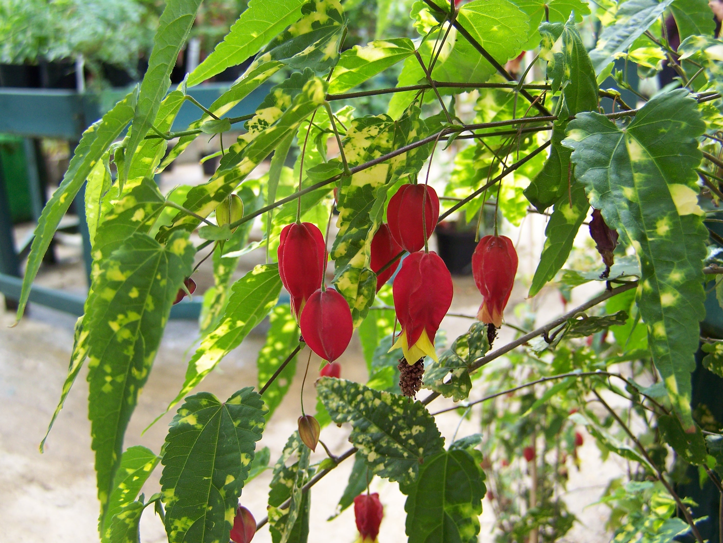 Weeping Chinese Lanterns