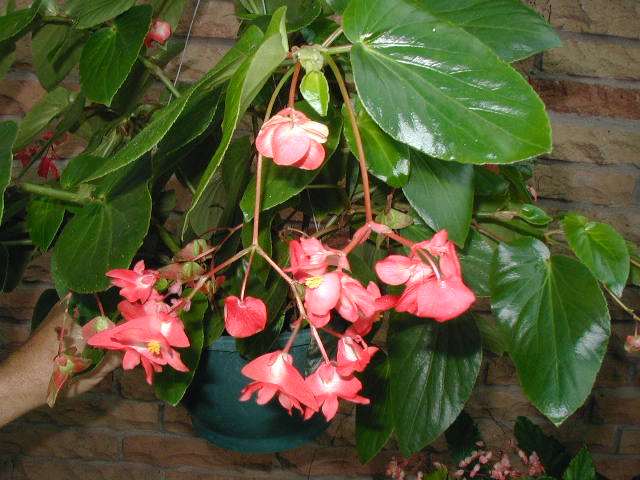 Begonia 'Christmas Candy'