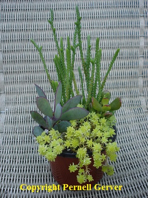 Succulent Garden