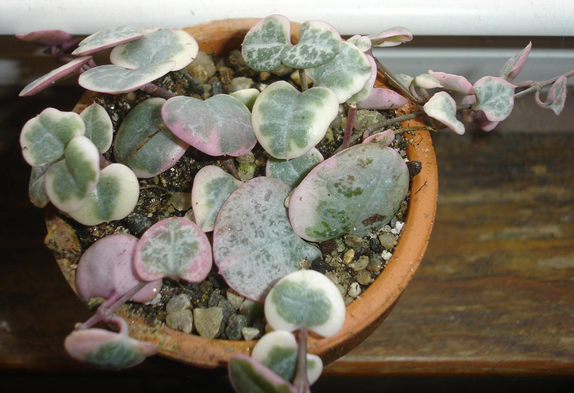 Variegated String of Hearts