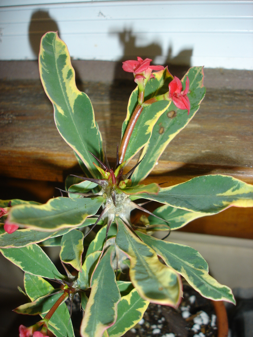 Crown of Thorns 'Golden Charm'
