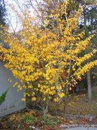 Witch Hazel 'Arnold Promise'