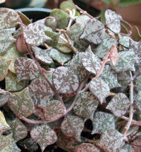 Hoya curtisii, also known as Tiny Leaf Porcelain Flower Hoya