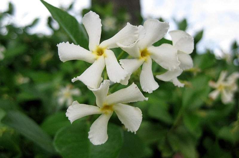 Yellow Star Jasmine