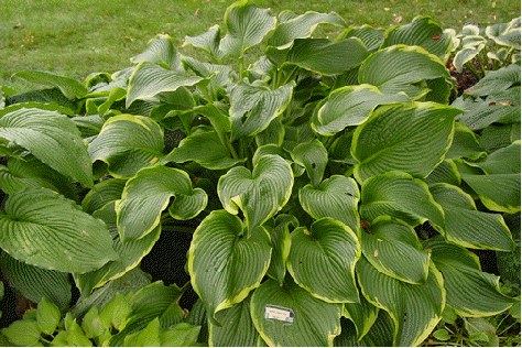Hosta 'Abba Dabba Do'