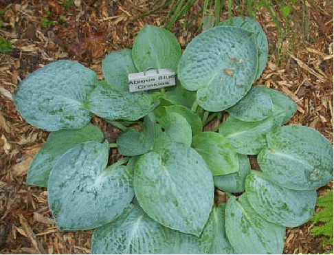 Hosta 'Abiqua Blue Krinkles'