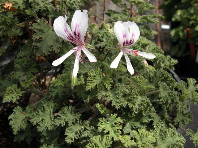 Scented Geranium 'Abundance' (Pelargonium 'Abundance')