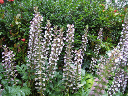 Bears breeches, Acanthus mollis