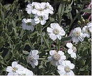 Achillea ageratifolia