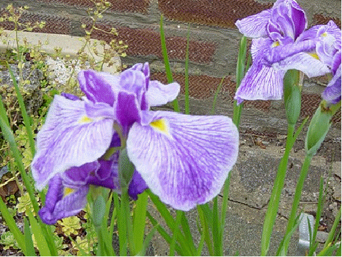 Japanese iris 'Activity'