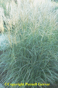 Dwarf miscanthus 'Adagio'
