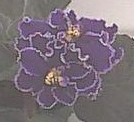 African violet - Enormous, semi-double flowers are a beautiful midnight blue and edged in white. The petals are ruffled on the edges and the flowers are borne in large clusters