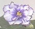 African violet - Enormous, three-inch-wide flowers adorn this beautiful African violet. The semi-double flowers are white edged with lavender blue that blushes from the edges into the petals. The same lavender blue forms an "eye" in the center of the flower. 