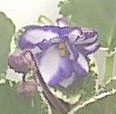 African violet - Double, white flowers are edged with a wide band of blue, giving the flowers a striped appearance. Medium-green leaves are edged with a thin band of white. 