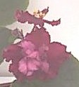 African violet - Single and semi-double flowers in tropical red are borne in large clusters. 