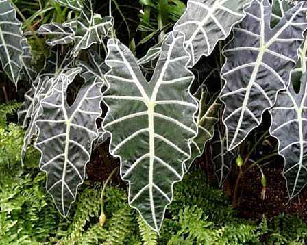 African Mask (Alocasia amazonica)