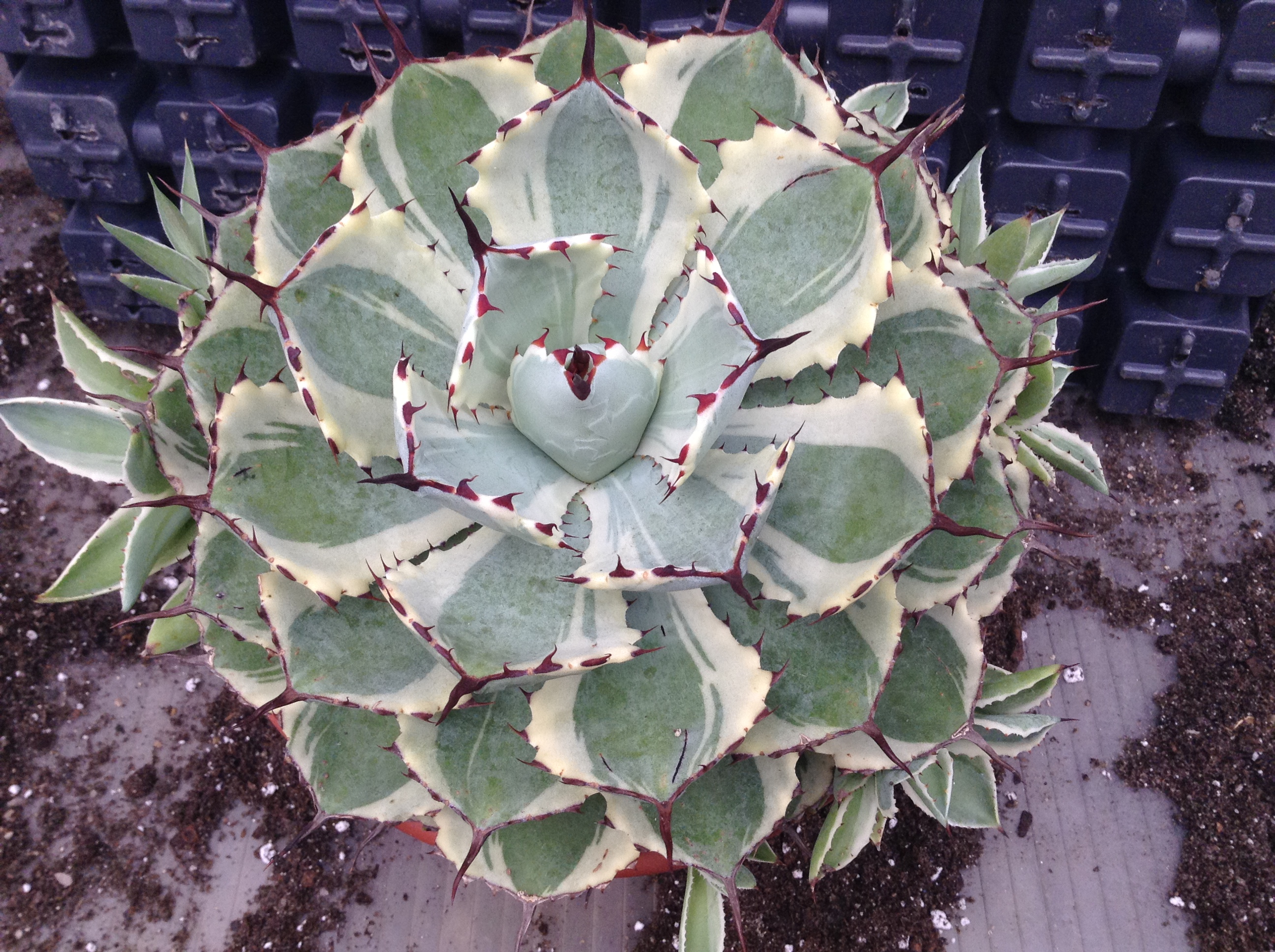 Agave 'Kissho Kan'