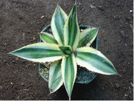 Variegated Century Plant (Agave lophantha 'Quadricolor')