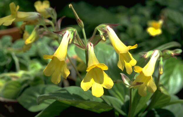 Chirita 'Aiko'