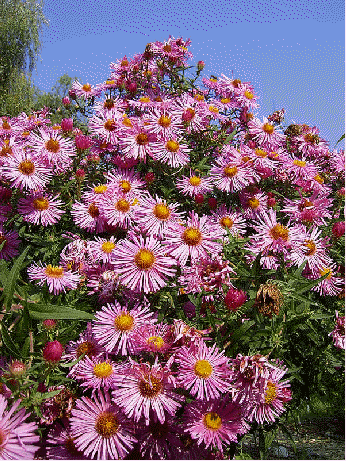 New England aster 'Alma Poetschke
