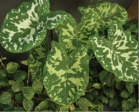 Alocasia 'Hilo Beauty'