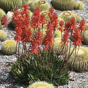 Aloe 'Always Red'