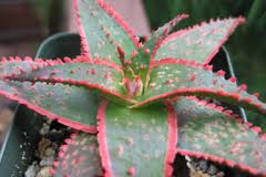 Aloe 'Christmas Carol'