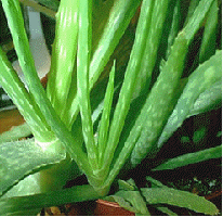 Aloe vera