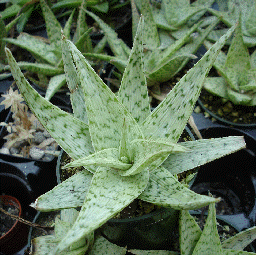 Aloe 'White Fox'