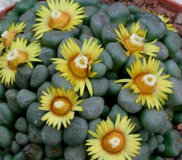 Aloinopsis schooneesii