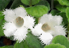 Alsobia