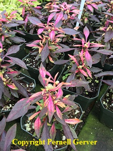 Alternanthera 'Red Carpet'