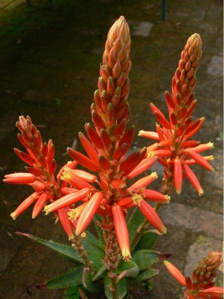 Aloe 'Always Red' flowers