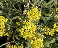 Alysum serphyllifolium