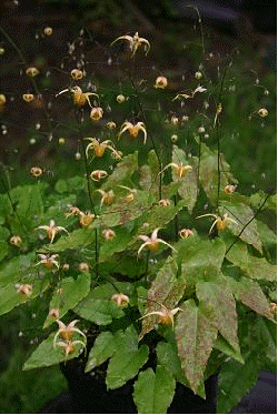 Epimedium 'Amber Queen'