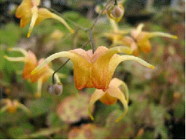Epimedium 'Amber Queen'