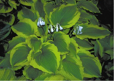 Hosta 'American Icon'