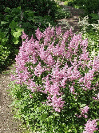 Astilbe 'Amethyst'