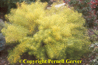 Amsonia hubrectii