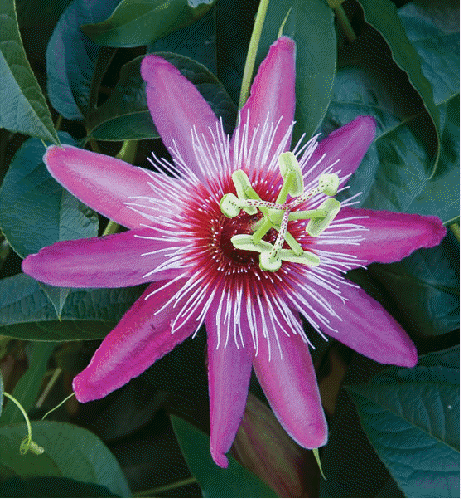 Passion Flower 'Anastasia'