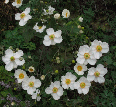 Anemone x hybrida 'Andrea Atkinson'
