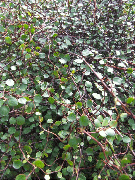 Angel Vine