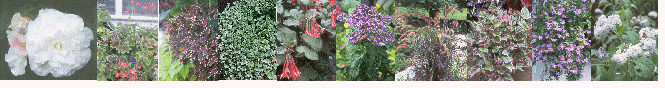 Annuals