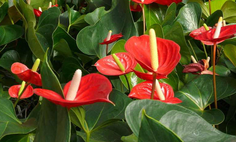Red Anthurium