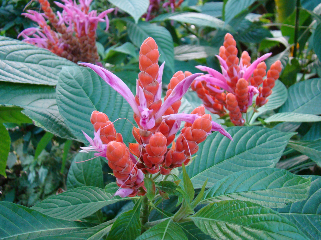 Aphelandra sinclairiana