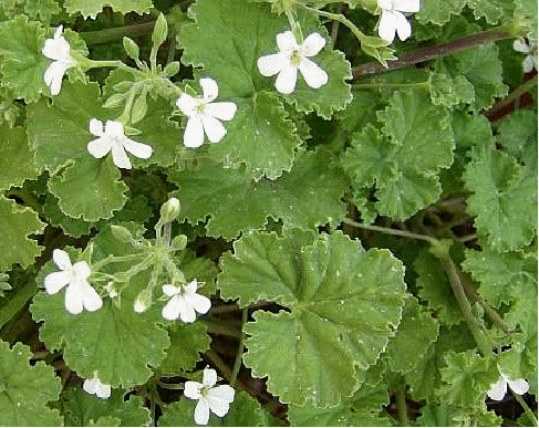 Apple scented geranium