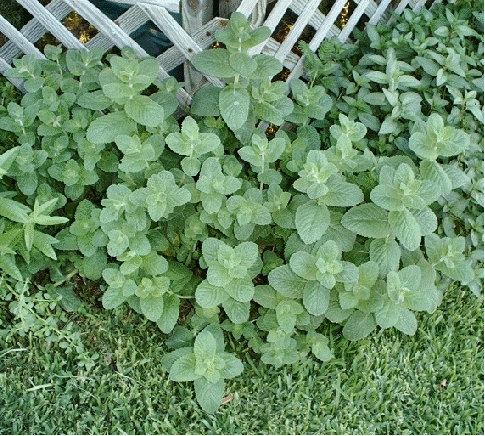 Apple mint
